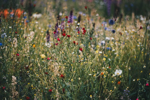 Greener Goodbyes: How to Plan an Eco-Friendly Funeral