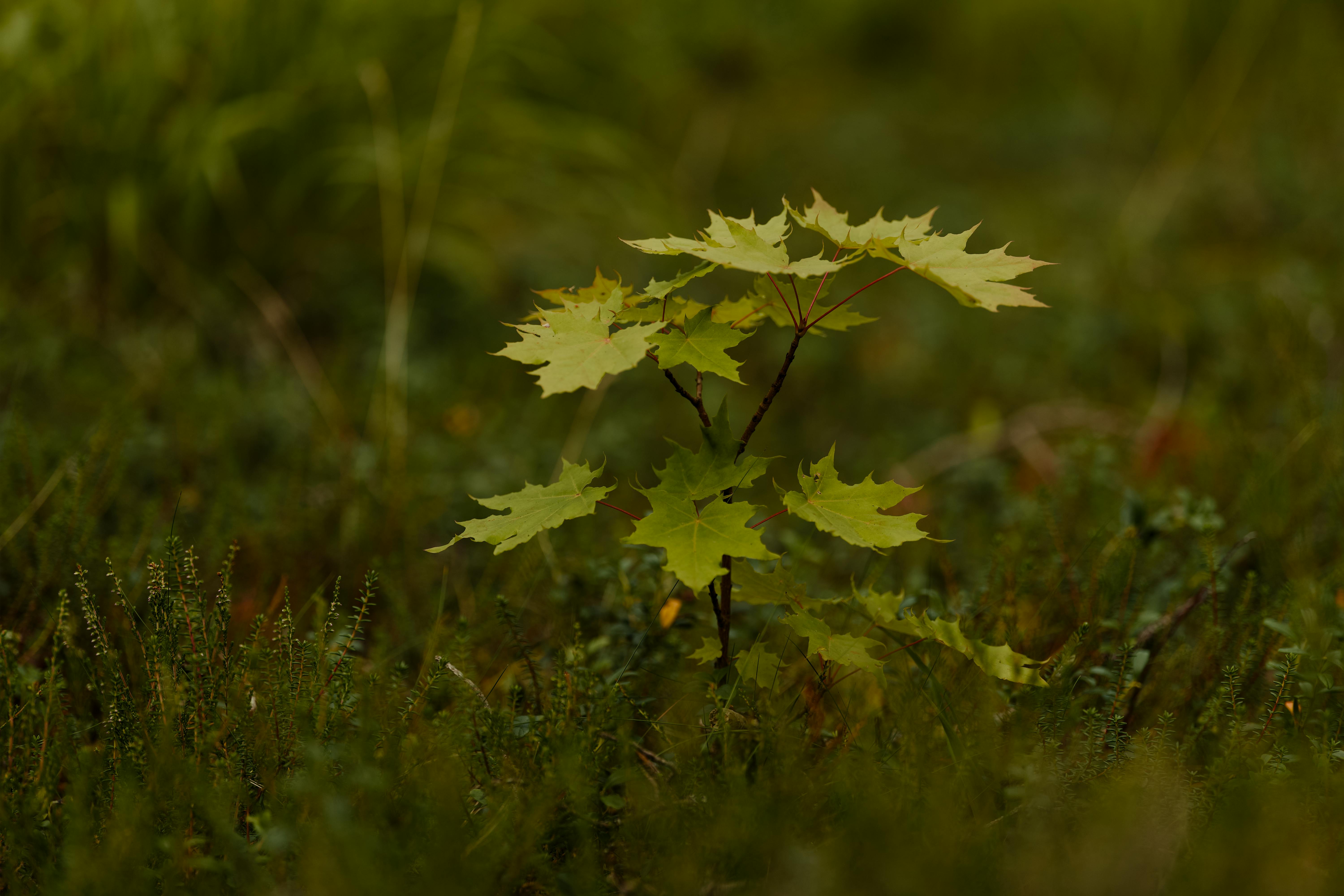 Woodland Burial in the UK